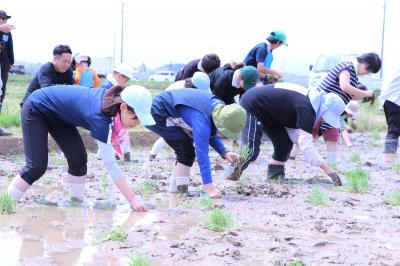 田植え作業の様子