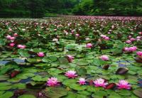 花と歴史の郷蛇の鼻スイレン