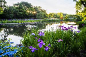 緑水苑　ショウブ