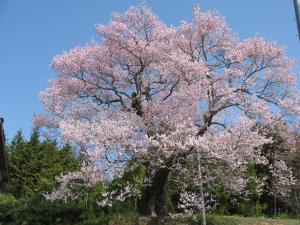 宮久保の大桜