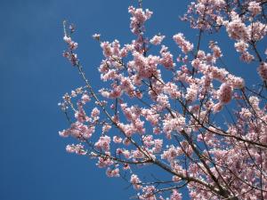 宮久保の大桜