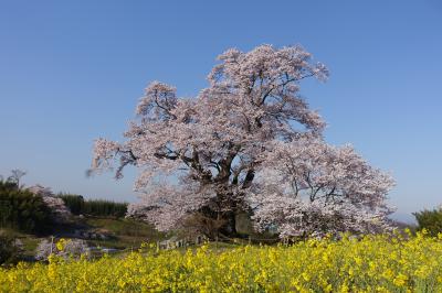 塩ノ崎4月12日